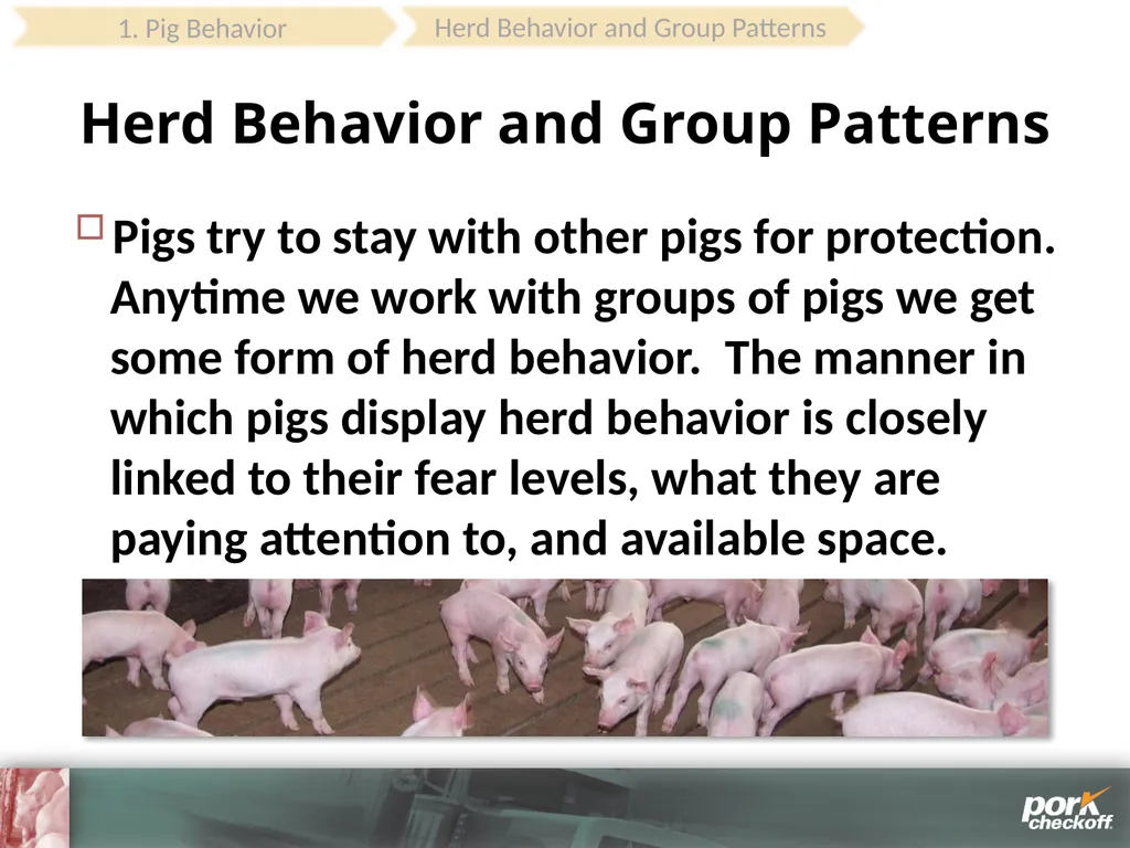 Pig Behavior Handling Fitness of Pig ! Section - slide 20 of 53