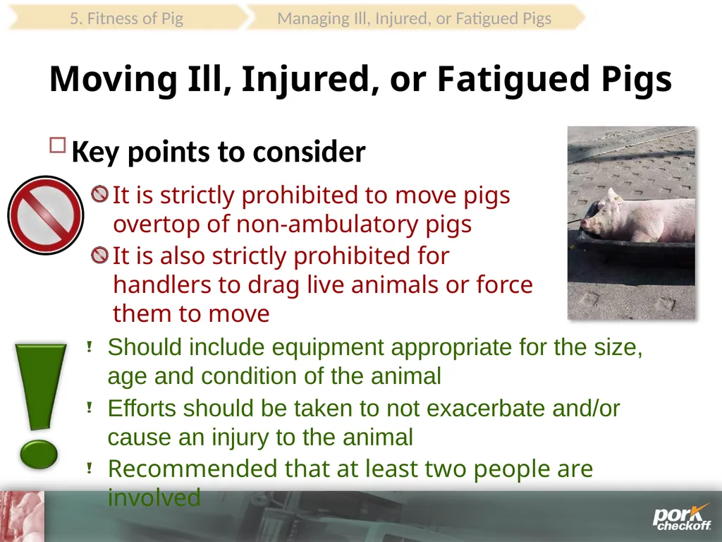 Pig Behavior Handling Fitness of Pig ! Section - slide 51 of 53