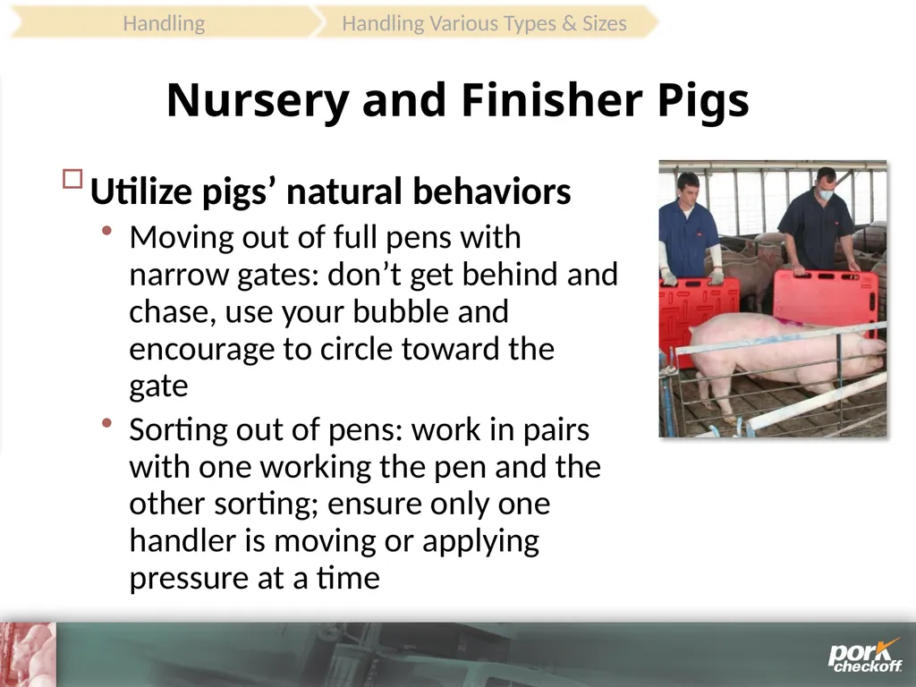 Pig Behavior Handling Fitness of Pig ! Section - slide 36 of 53