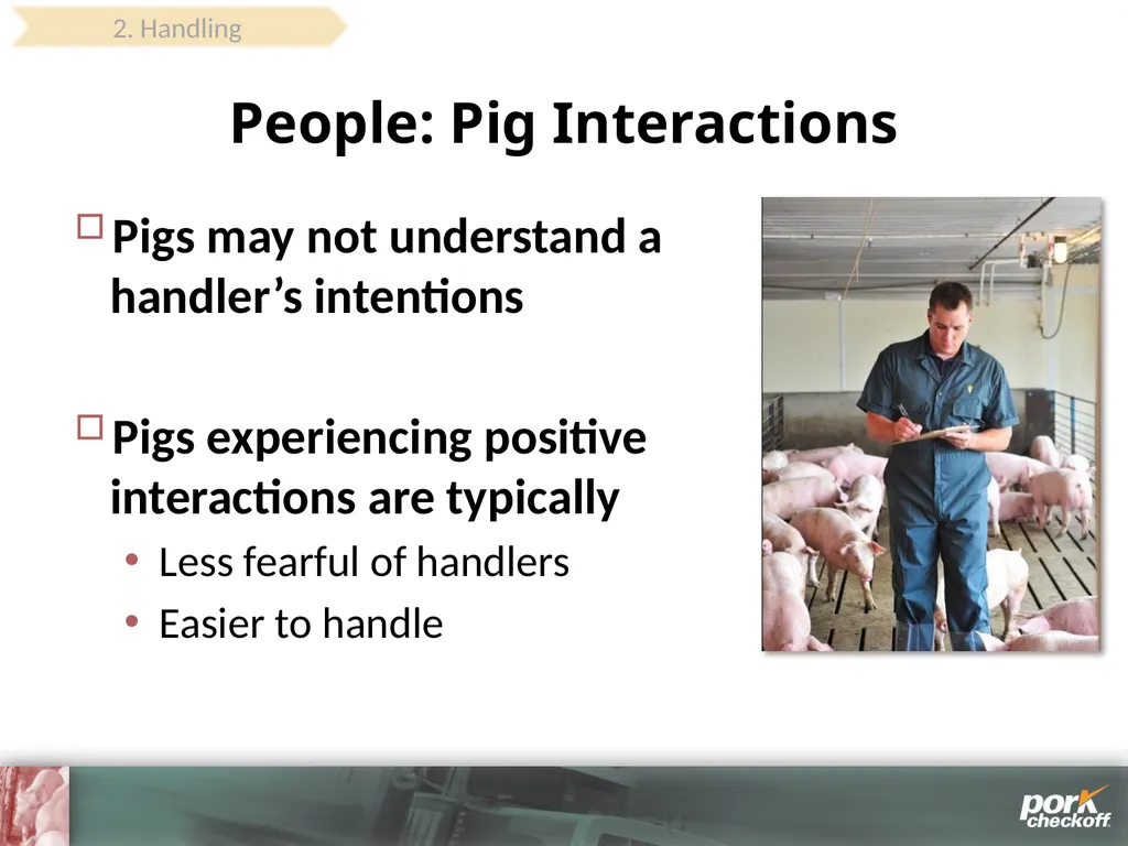 Pig Behavior Handling Fitness of Pig ! Section - slide 31 of 53