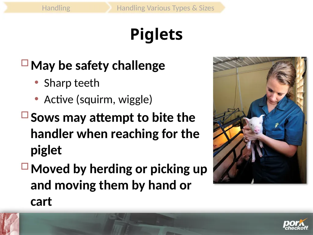 Pig Behavior Handling Fitness of Pig ! Section - slide 35 of 53