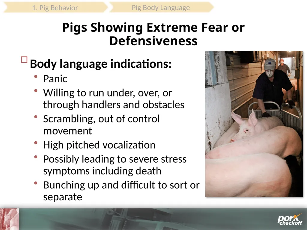 Pig Behavior Handling Fitness of Pig ! Section - slide 19 of 53