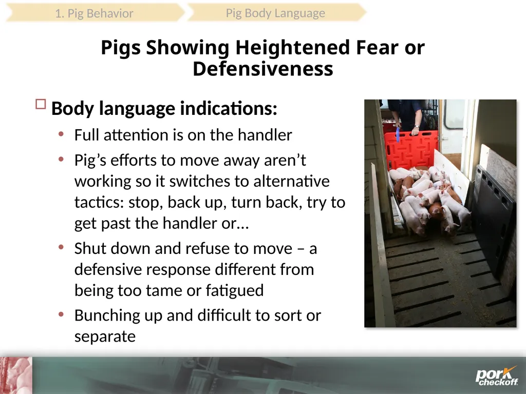 Pig Behavior Handling Fitness of Pig ! Section - slide 18 of 53