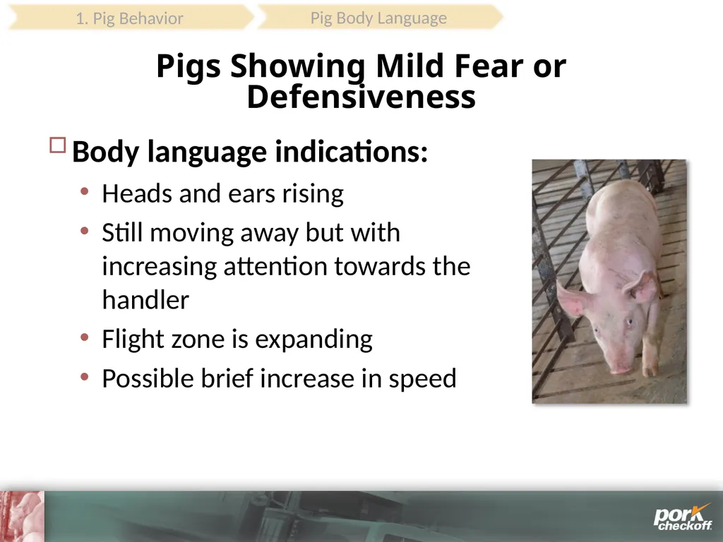 Pig Behavior Handling Fitness of Pig ! Section - slide 17 of 53