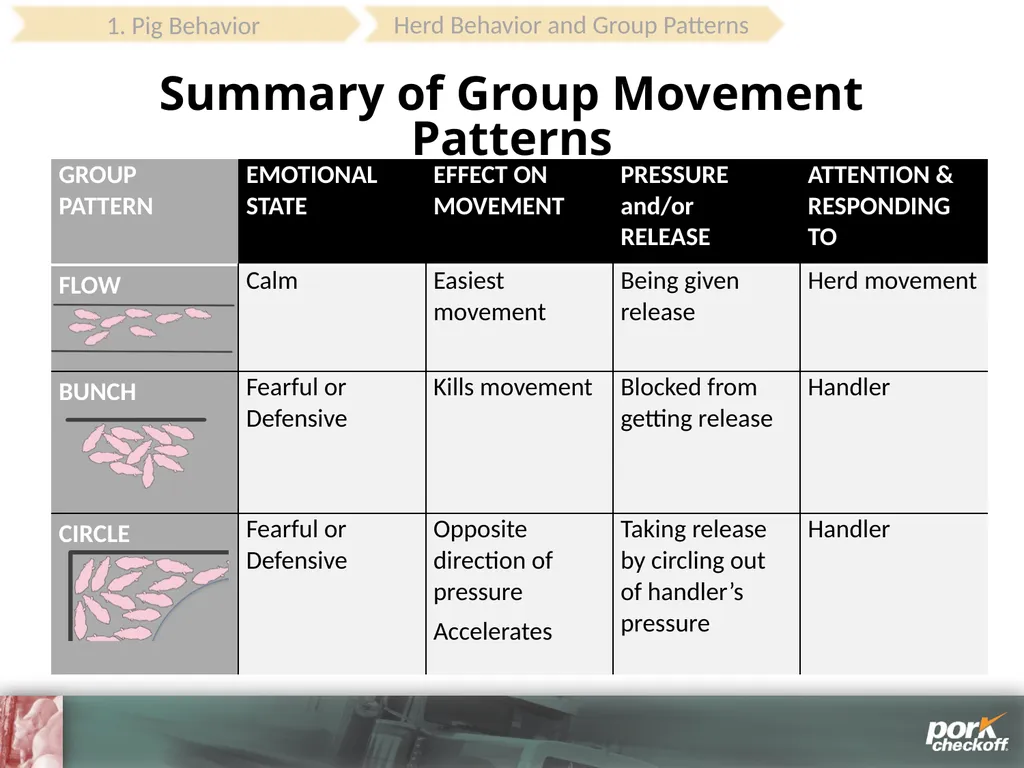 Pig Behavior Handling Fitness of Pig ! Section - slide 27 of 53