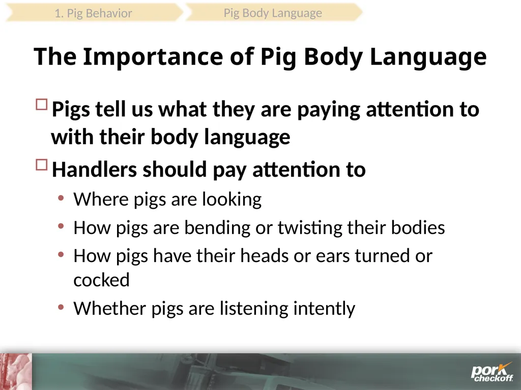 Pig Behavior Handling Fitness of Pig ! Section - slide 14 of 53