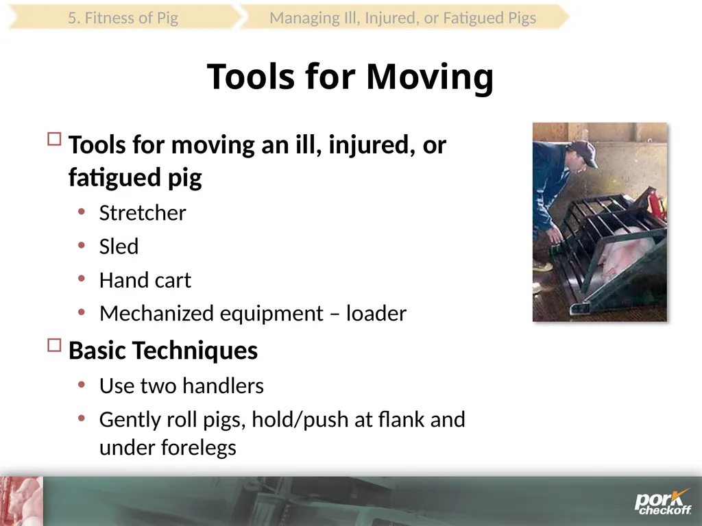 Pig Behavior Handling Fitness of Pig ! Section - slide 52 of 53