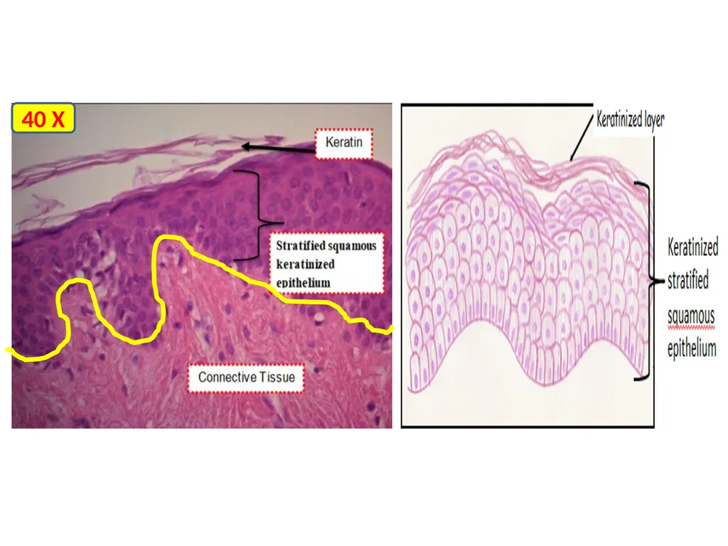 LAB 3: Covering or Lining Epithelium: Lining - slide 5 of 6