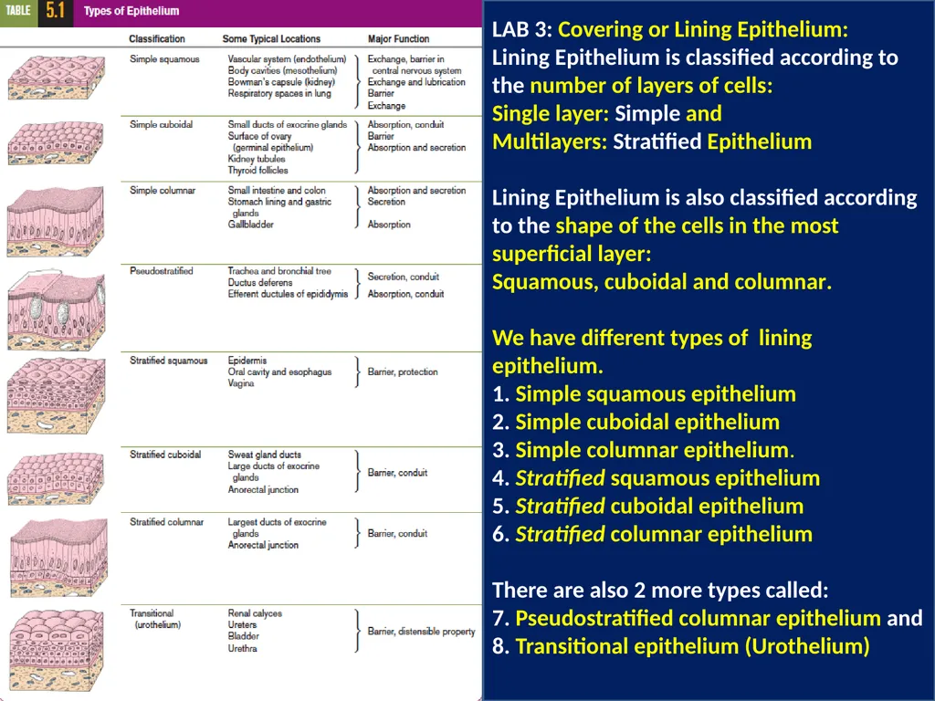 LAB 3: Covering or Lining Epithelium: Lining - slide 1 of 6