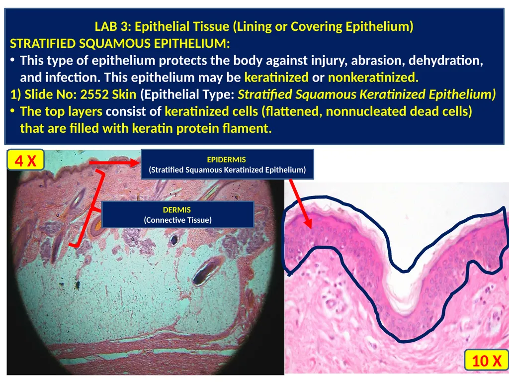 LAB 3: Covering or Lining Epithelium: Lining - slide 4 of 6