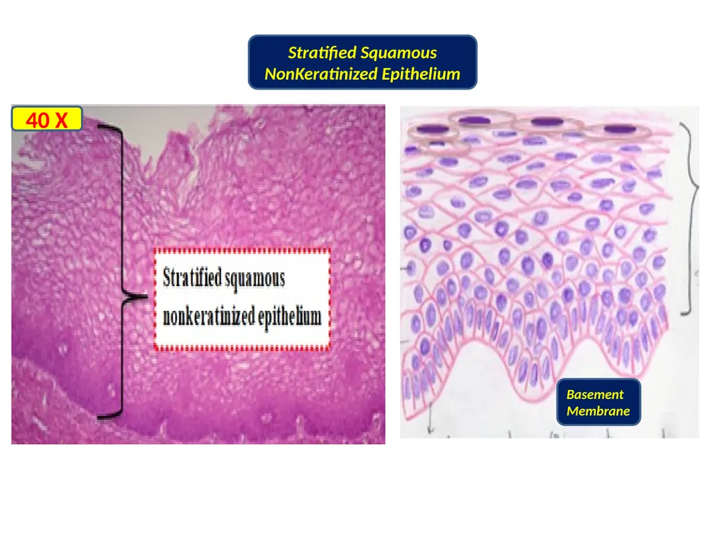LAB 3: Covering or Lining Epithelium: Lining - slide 3 of 6