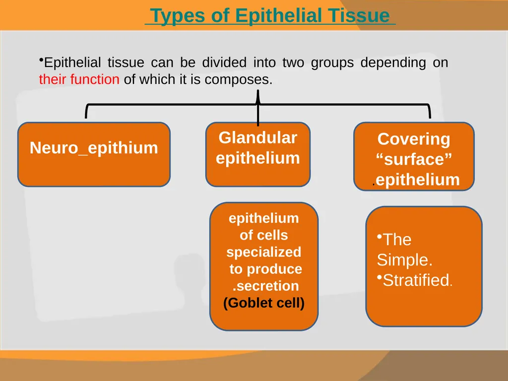 THE EPITHELIAL TISSUE Prepared by : Reem Aldossari - slide 4 of 15