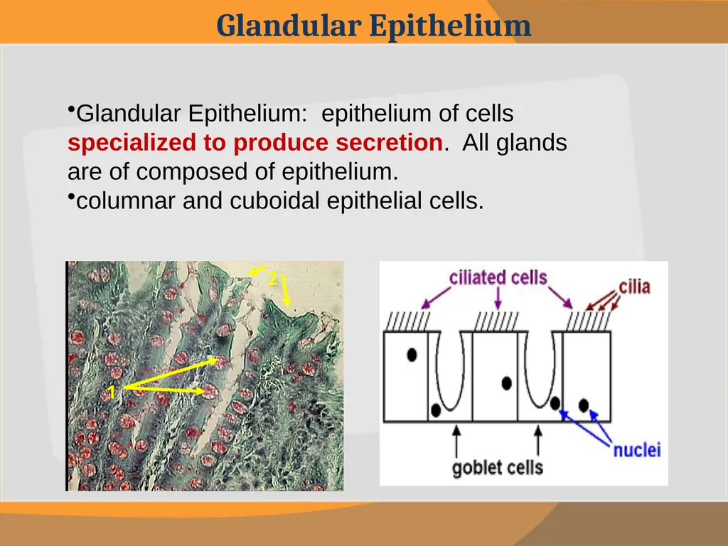 THE EPITHELIAL TISSUE Prepared by : Reem Aldossari - slide 9 of 15