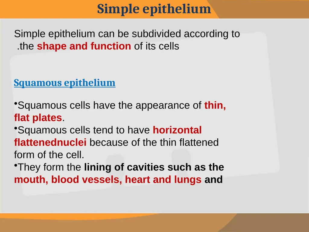 THE EPITHELIAL TISSUE Prepared by : Reem Aldossari - slide 5 of 15