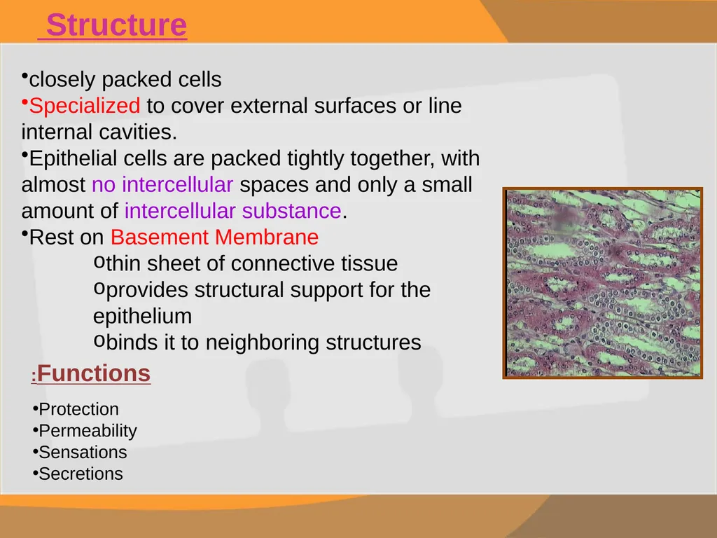 THE EPITHELIAL TISSUE Prepared by : Reem Aldossari - slide 2 of 15