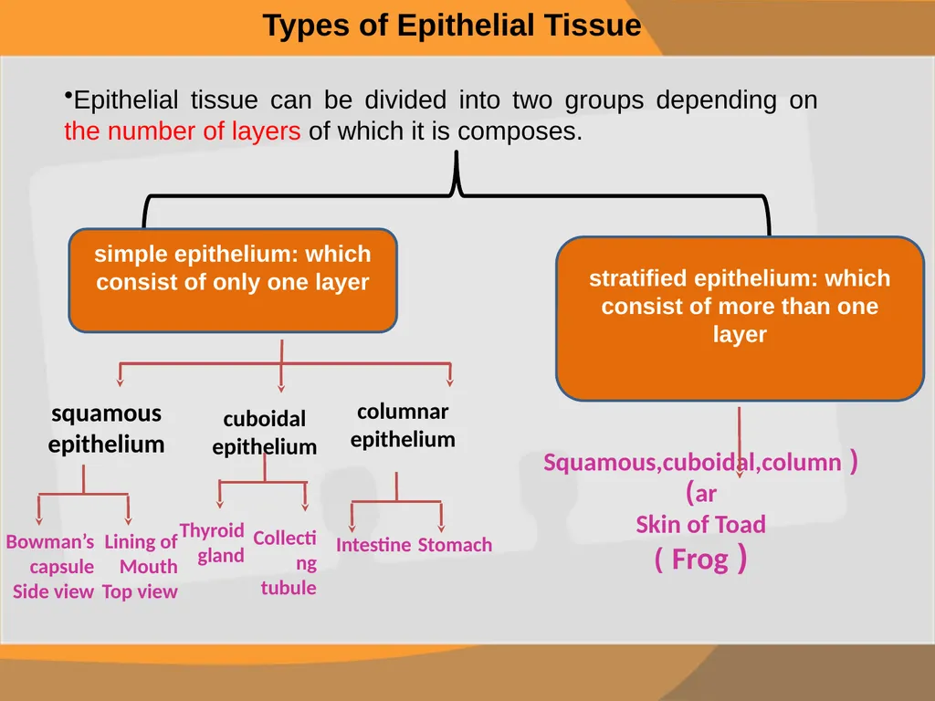 THE EPITHELIAL TISSUE Prepared by : Reem Aldossari - slide 3 of 15