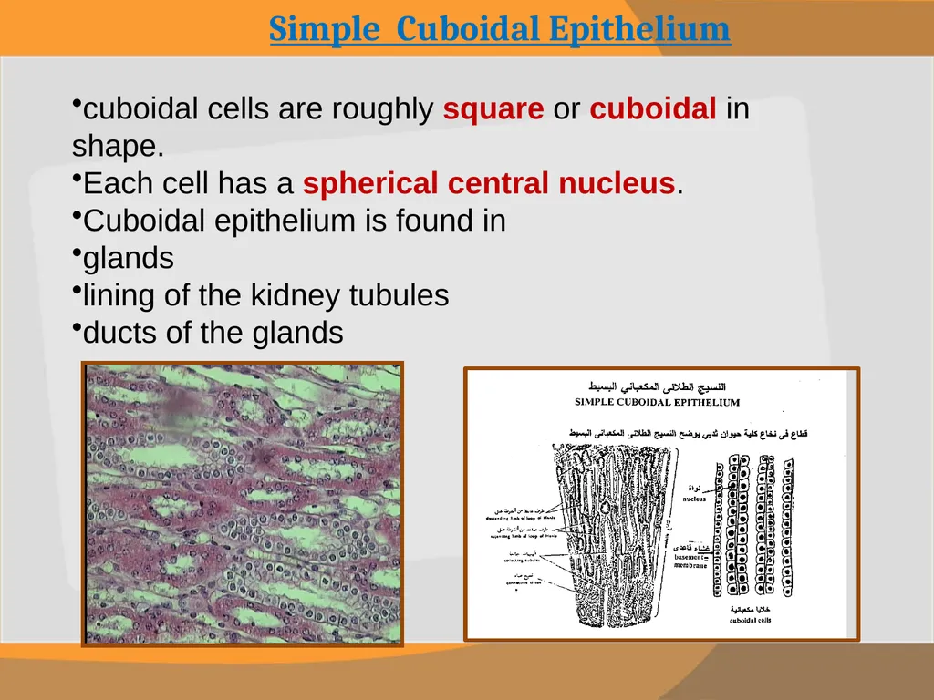 THE EPITHELIAL TISSUE Prepared by : Reem Aldossari - slide 7 of 15