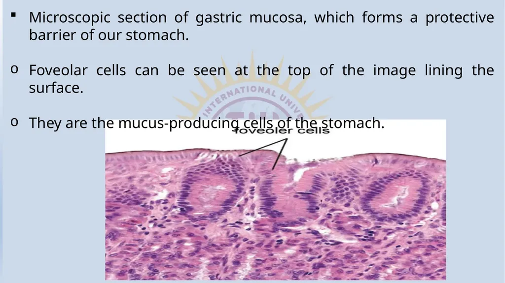 Lecturer name: Dr. Jibril H. Yusuf - slide 20 of 32