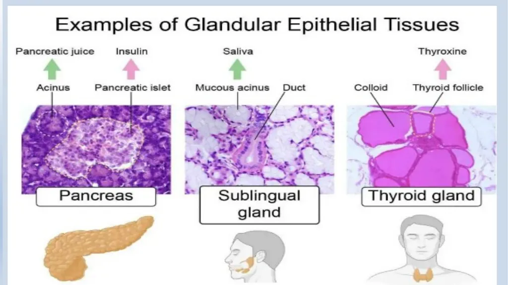 Lecturer name: Dr. Jibril H. Yusuf - slide 16 of 32