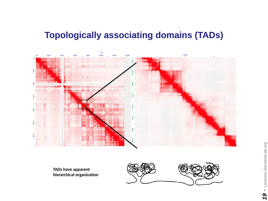 Mark Gerstein Yale U. Biomedical Data Science - slide 19 of 21