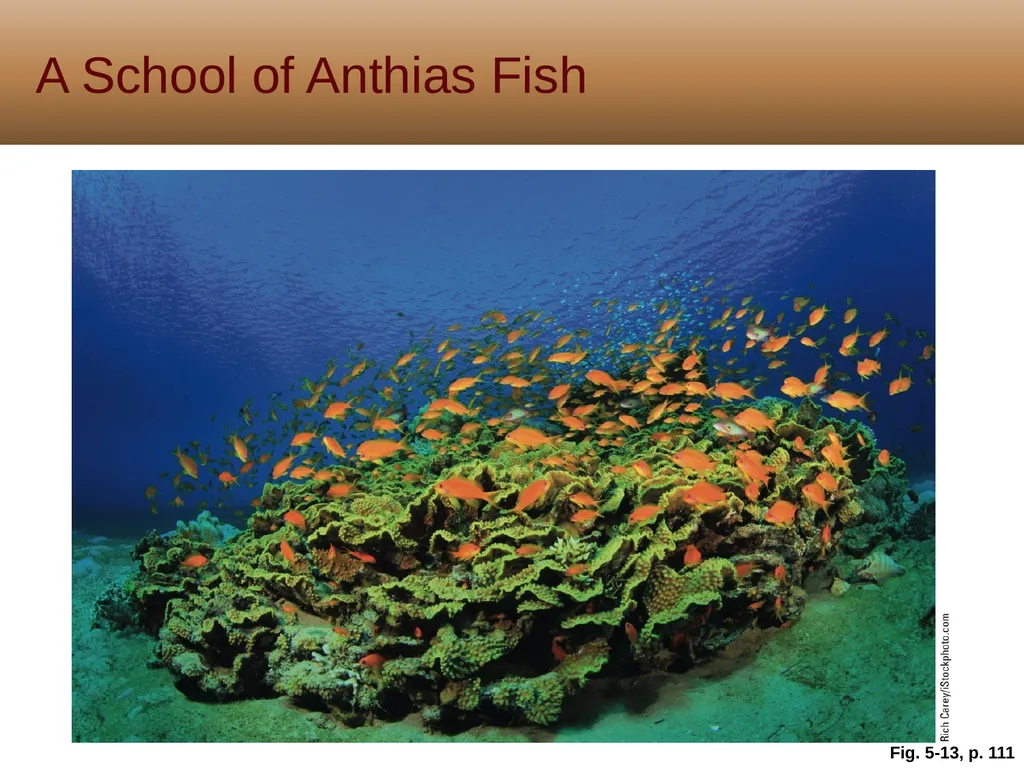 5 Biodiversity, Species Interactions, and - slide 29 of 44
