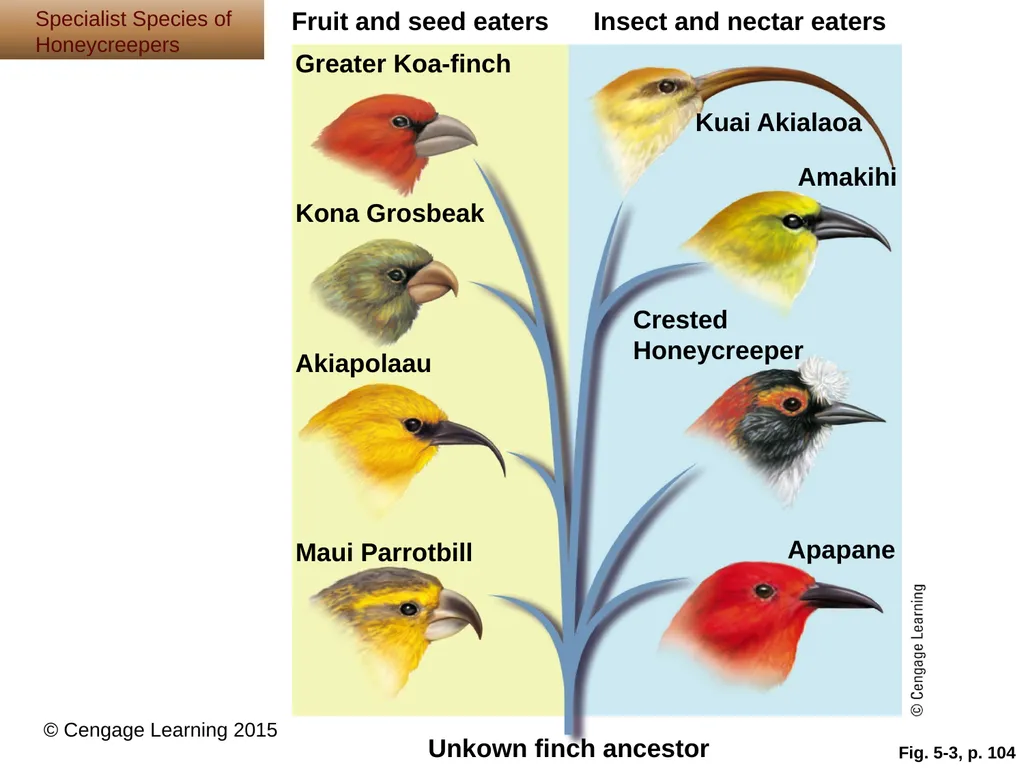 5 Biodiversity, Species Interactions, and - slide 8 of 44