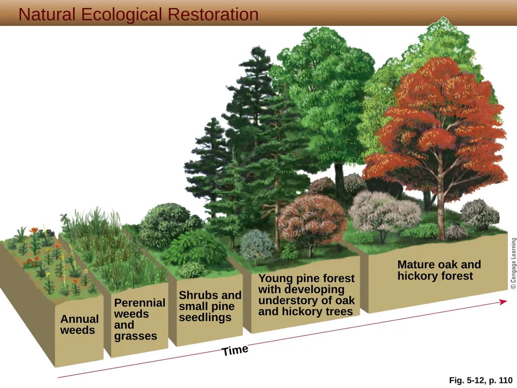 5 Biodiversity, Species Interactions, and - slide 24 of 44