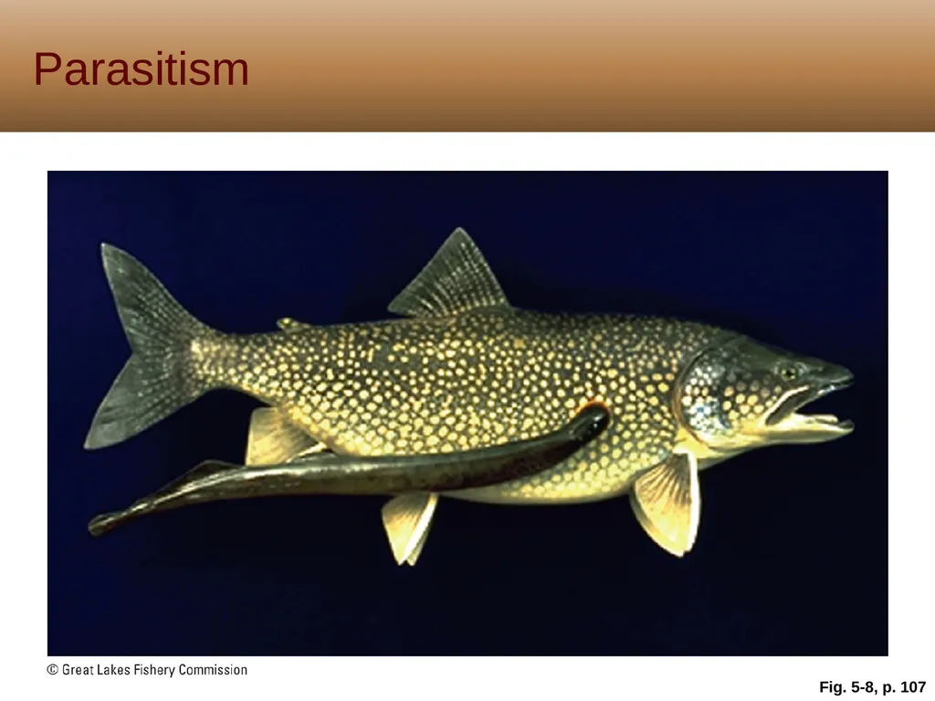 5 Biodiversity, Species Interactions, and - slide 16 of 44