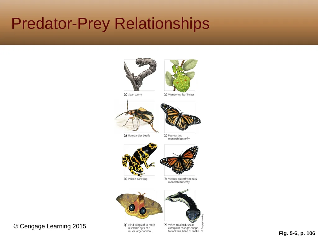 5 Biodiversity, Species Interactions, and - slide 12 of 44