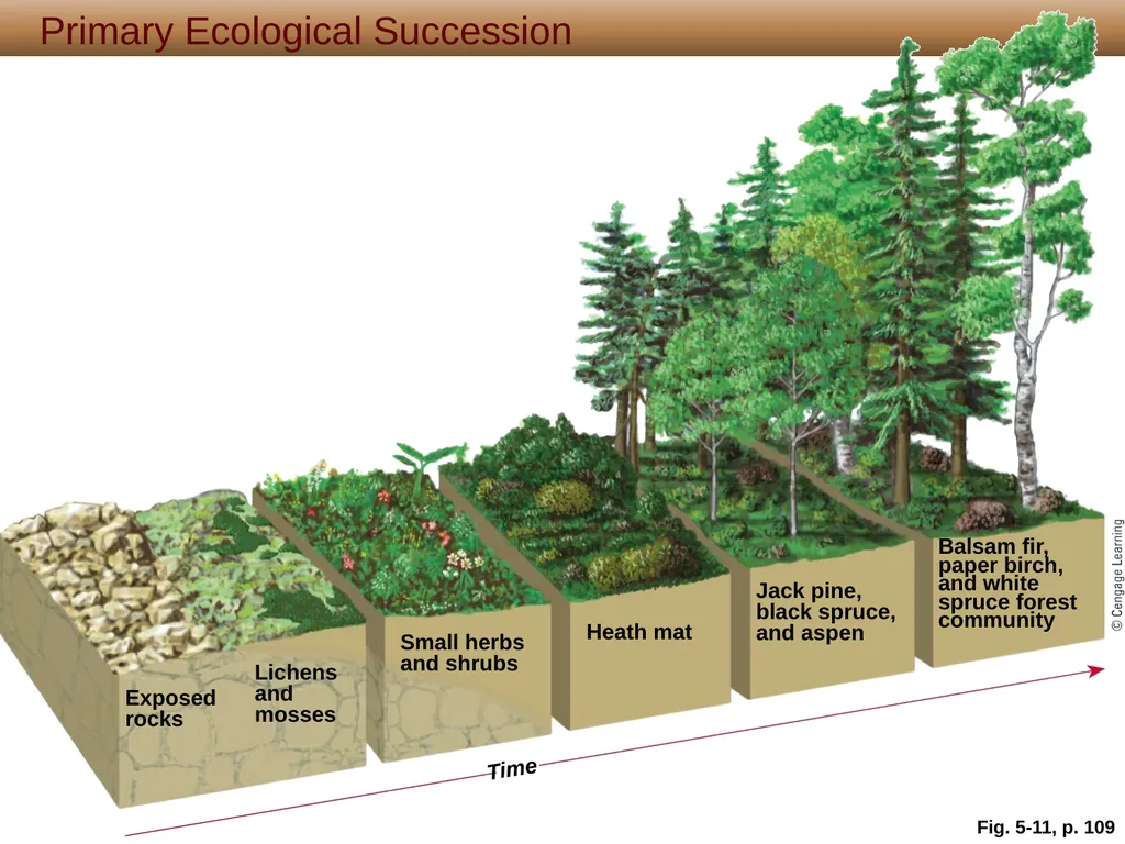 5 Biodiversity, Species Interactions, and - slide 23 of 44