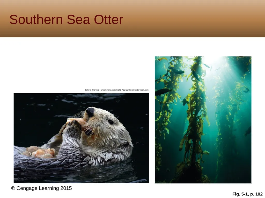 5 Biodiversity, Species Interactions, and - slide 3 of 44