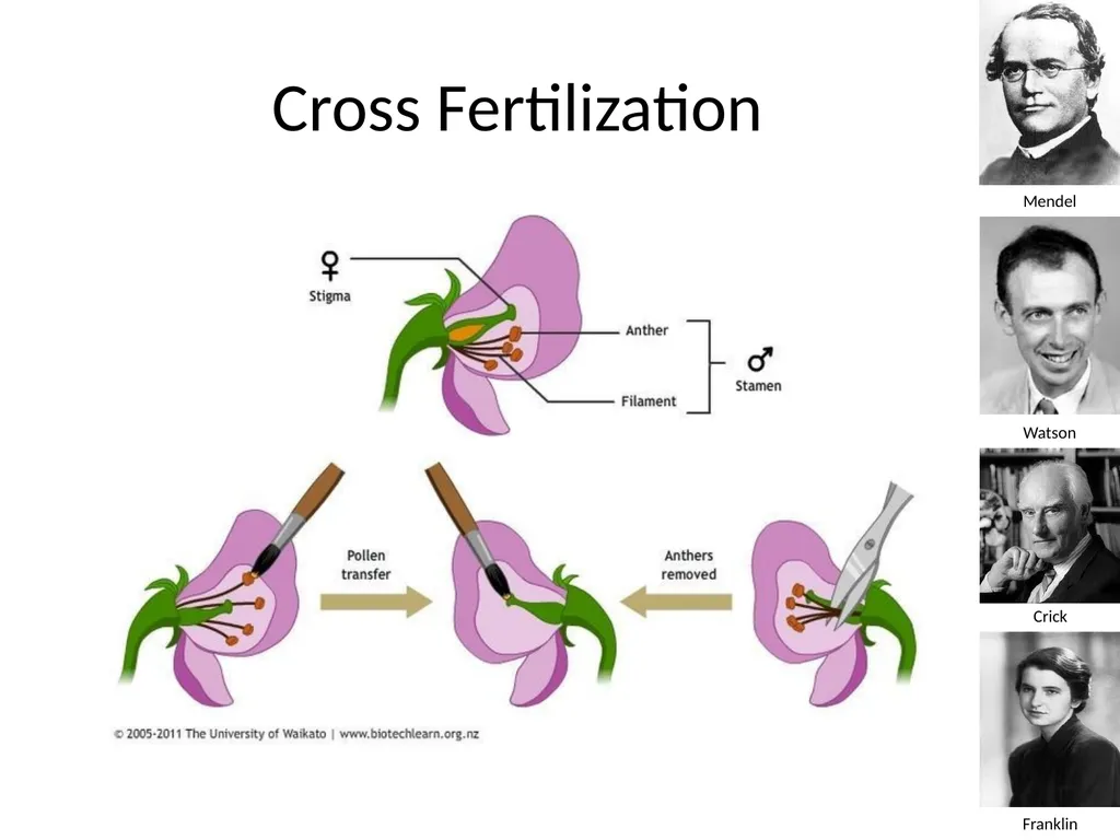 Introduction to Genetics Chapter 11.1 Heredity and - slide 11 of 20