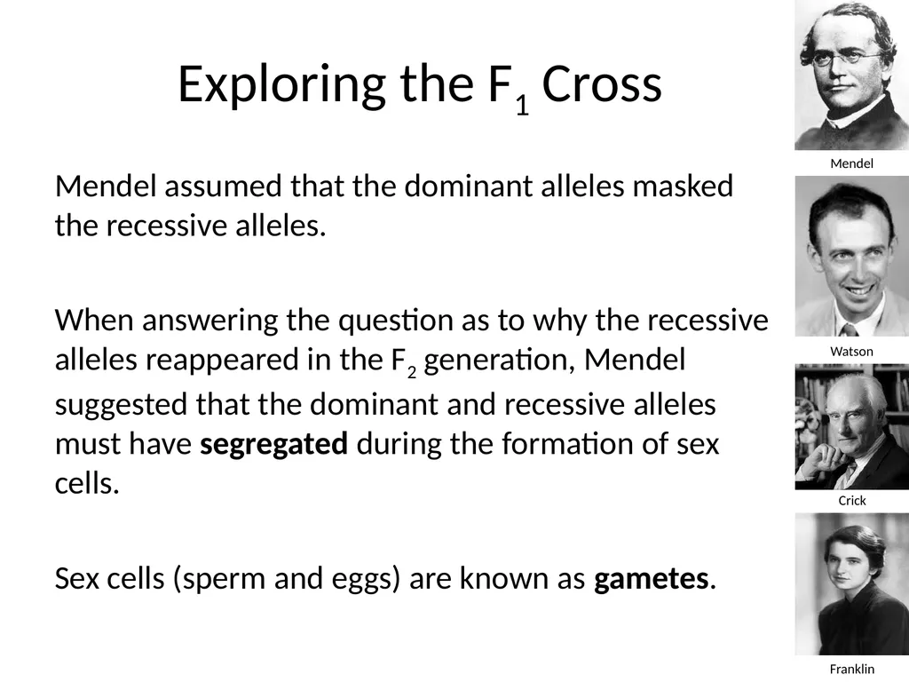 Introduction to Genetics Chapter 11.1 Heredity and - slide 17 of 20