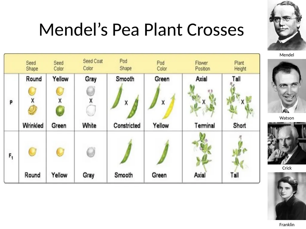 Introduction to Genetics Chapter 11.1 Heredity and - slide 20 of 20