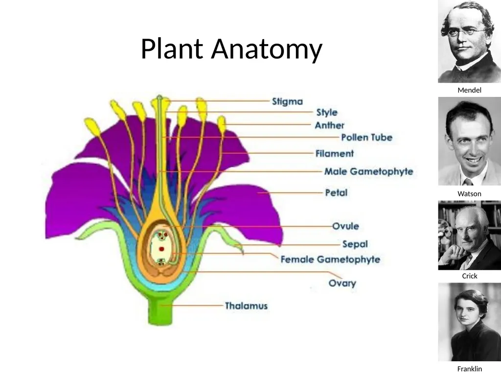 Introduction to Genetics Chapter 11.1 Heredity and - slide 7 of 20