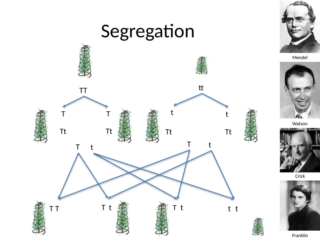 Introduction to Genetics Chapter 11.1 Heredity and - slide 19 of 20
