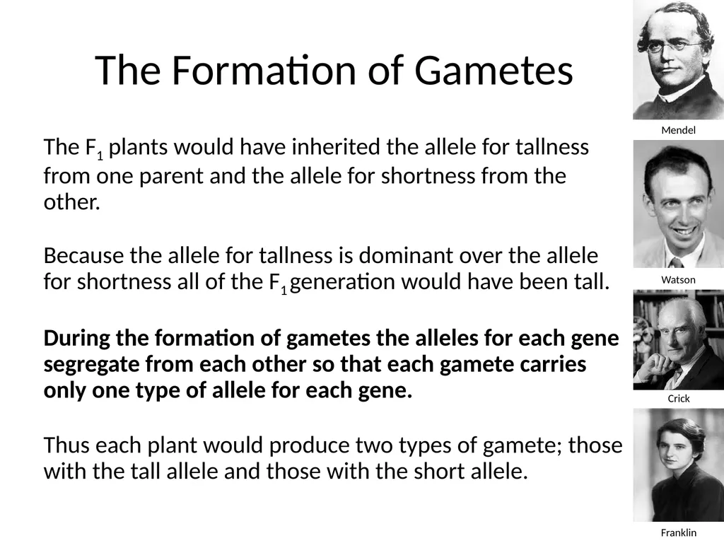 Introduction to Genetics Chapter 11.1 Heredity and - slide 18 of 20