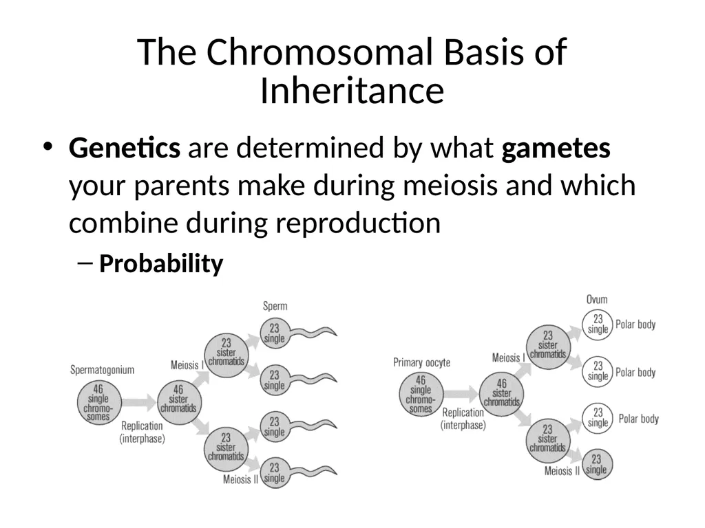 Gregor Mendel The father of genetics Grew pea - slide 3 of 20