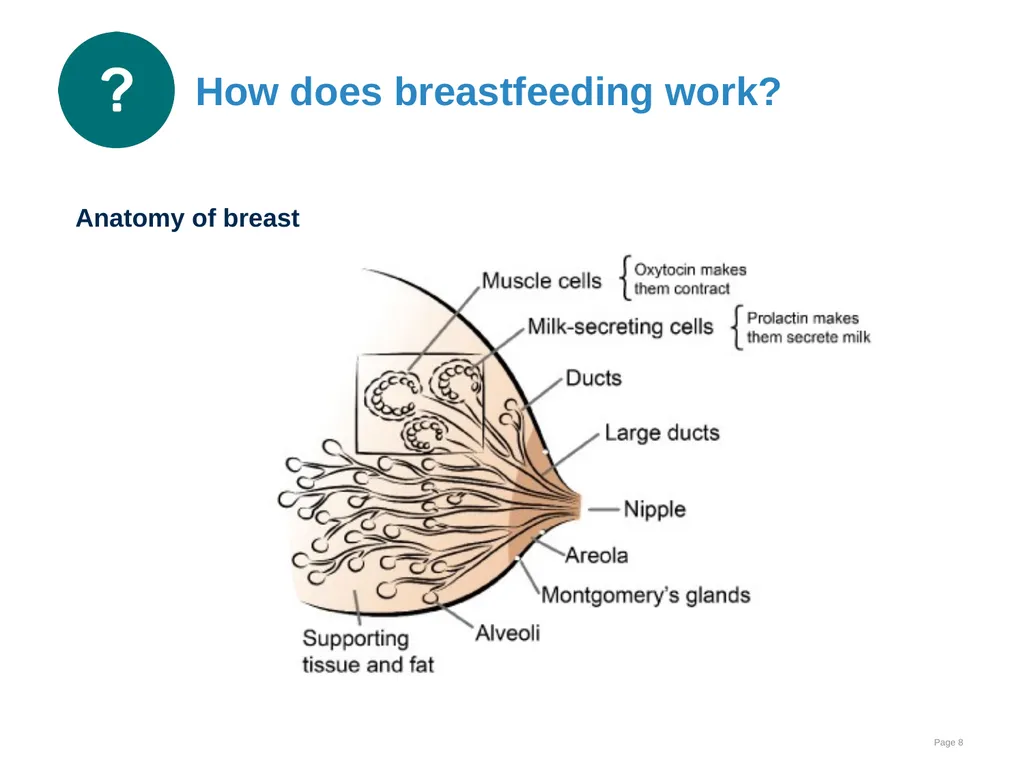 Breastfeeding: Ensuring a good start - slide 8 of 44