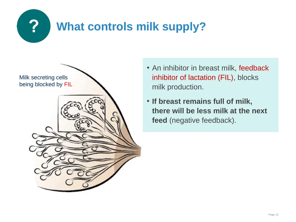 Breastfeeding: Ensuring a good start - slide 12 of 44