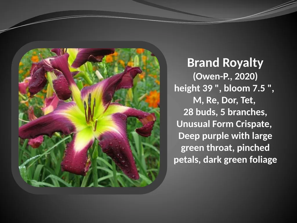 2026 AUCTION PROGRAM Be My Sugarplum (Simpson-E., - slide 4 of 45