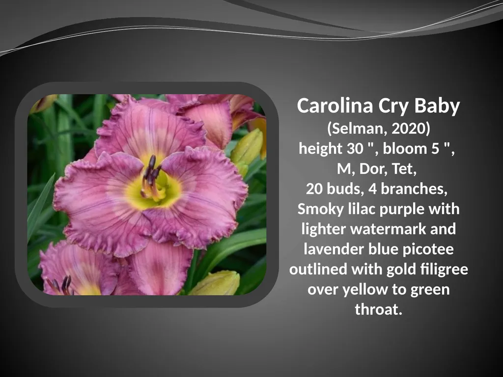 2026 AUCTION PROGRAM Be My Sugarplum (Simpson-E., - slide 5 of 45