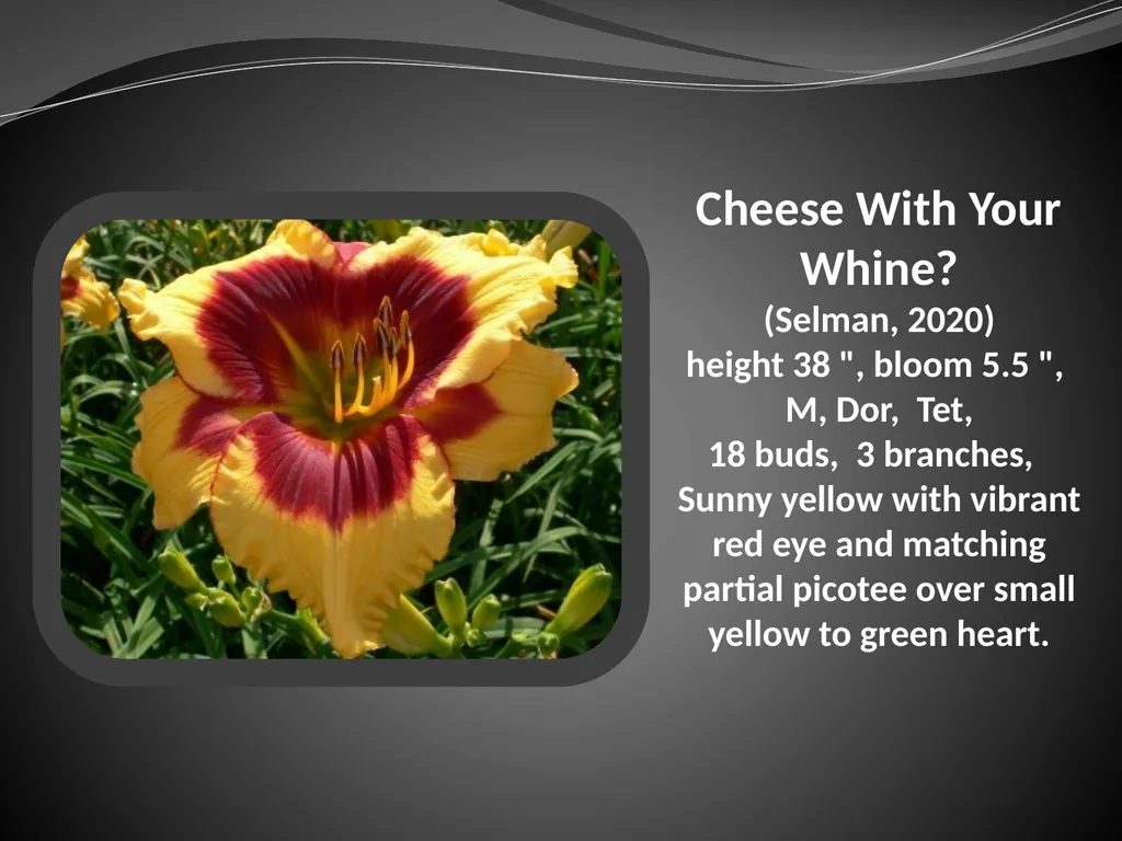 2026 AUCTION PROGRAM Be My Sugarplum (Simpson-E., - slide 6 of 45
