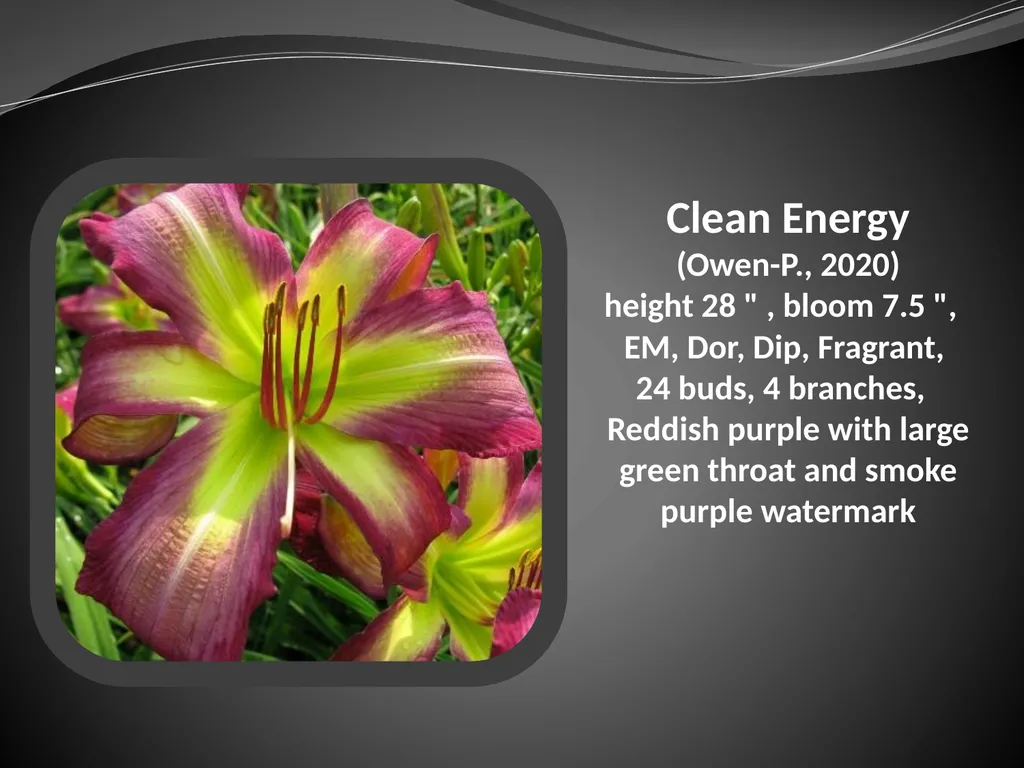2026 AUCTION PROGRAM Be My Sugarplum (Simpson-E., - slide 7 of 45