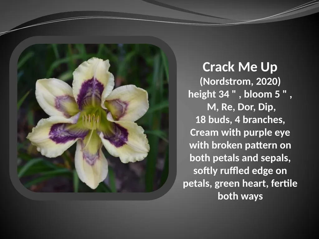 2026 AUCTION PROGRAM Be My Sugarplum (Simpson-E., - slide 8 of 45