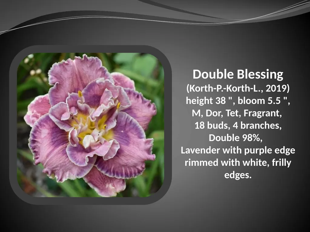 2026 AUCTION PROGRAM Be My Sugarplum (Simpson-E., - slide 10 of 45
