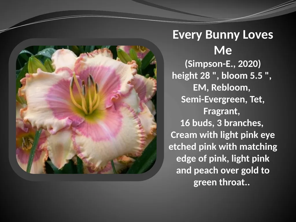 2026 AUCTION PROGRAM Be My Sugarplum (Simpson-E., - slide 13 of 45