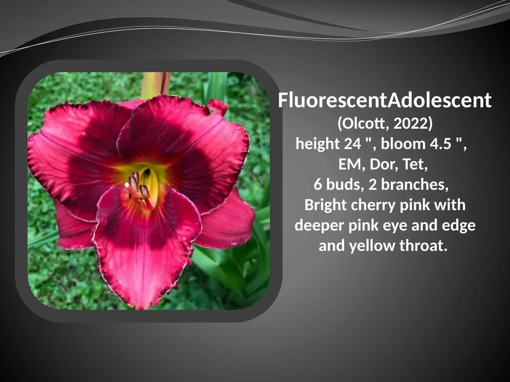 2026 AUCTION PROGRAM Be My Sugarplum (Simpson-E., - slide 15 of 45