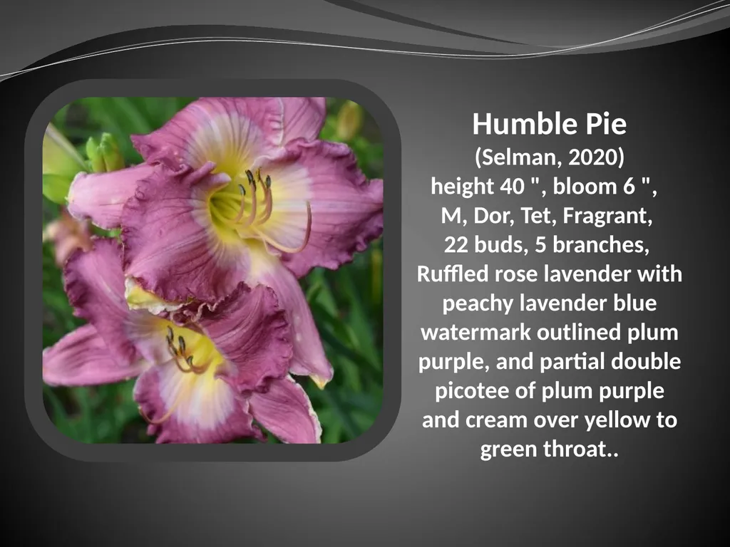 2026 AUCTION PROGRAM Be My Sugarplum (Simpson-E., - slide 18 of 45