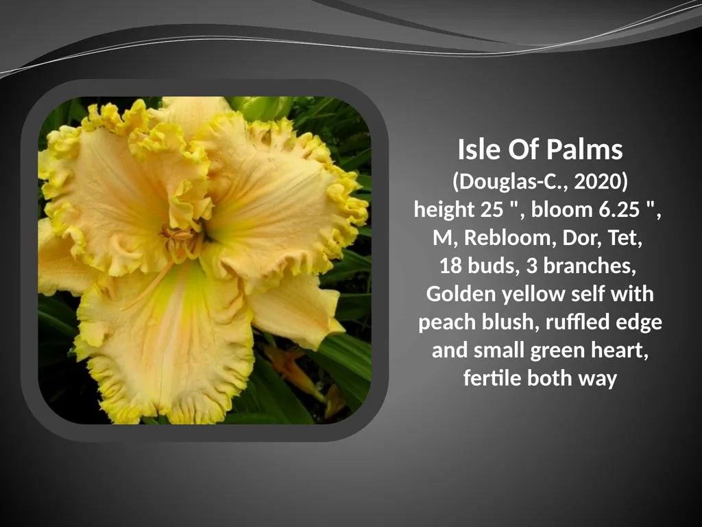 2026 AUCTION PROGRAM Be My Sugarplum (Simpson-E., - slide 19 of 45